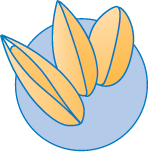 Scandinavian Seed AB logotyp