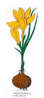 Krydderikrokus Aktiebolag logotyp