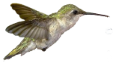 Aktiebolaget Kolibri logotyp
