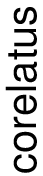 Corelatus Aktiebolag logotyp