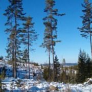 Sylva Skog AB logotyp
