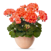 Lunchcafé Pelargonen AB logotyp