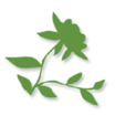 Växtkraft Gotland AB logotyp