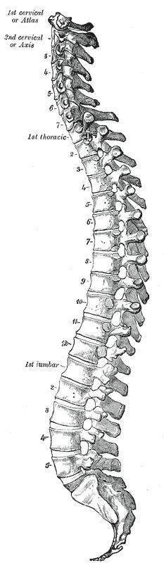 ONT Orthopedic Naprapathic Treatment AB logotyp