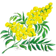 Mimosa Kulturresa AB logotyp
