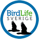 Avium Förlag AB logotyp