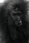 Mi Amarias AB logotyp
