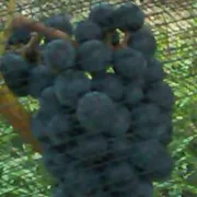 Vinoduo AB logotyp