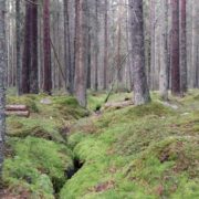 Per Jonasson Skogspodden AB logotyp