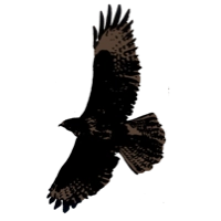 Buzzard Pharmaceuticals AB logotyp