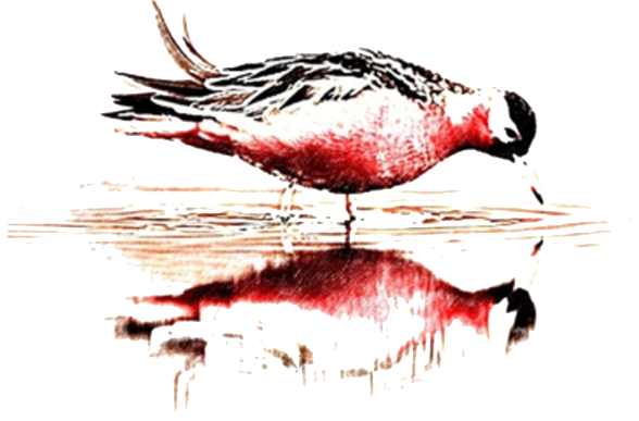 Red Phalarope AB logotyp