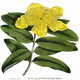 AB Hypericum Salus logotyp