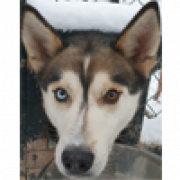 Arctic Dogsled Adventure AB logotyp