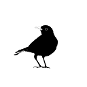 KANUP AB logotyp