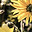 Flora & Fauna Sverige AB logotyp