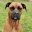 Trygga hund i Stockholm AB logotyp