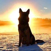 Gårdsbackens Hundcenter AB logotyp