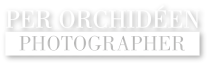 Fotograf Per Orchidéen AB logotyp
