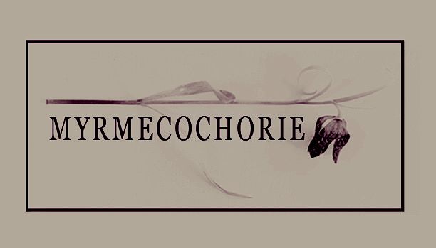 Myrmecochorie AB logotyp