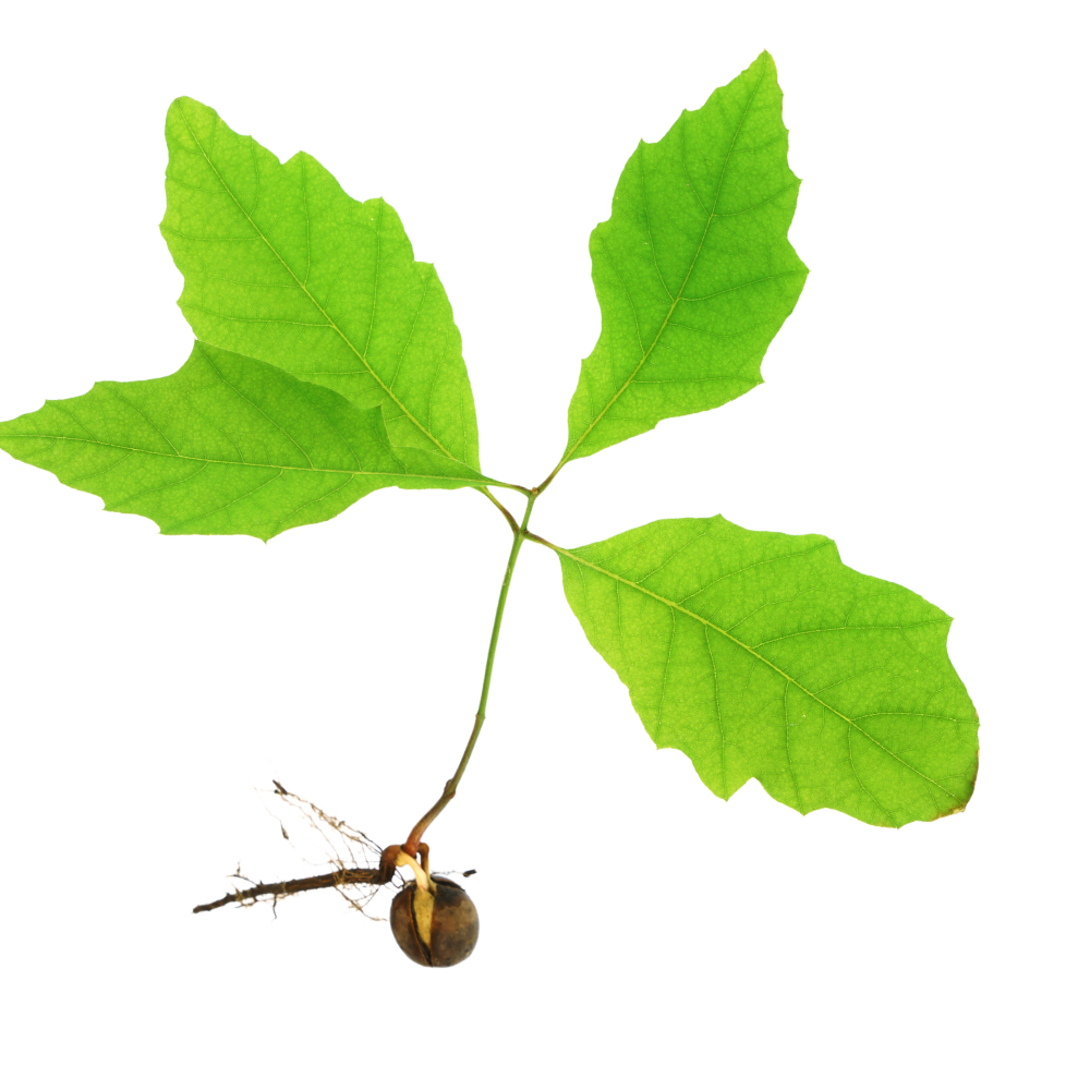 Natural Intelligence AB logotyp