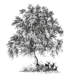 Figurmärke – varumärke, Everleaf AB