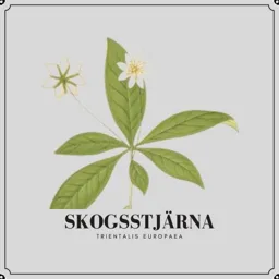 SKOGSSTJÄRNA TRIENTALIS EUROPAEA – varumärkesbild för Pear & Carrot AB